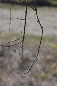 Only through the light the spider net shown in Tuscany Italy Фото