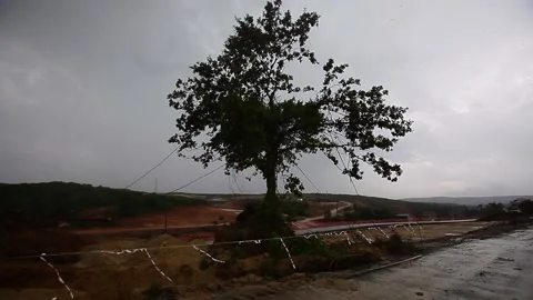 The only tree left in the middle of road construction Stock Footage 148666032