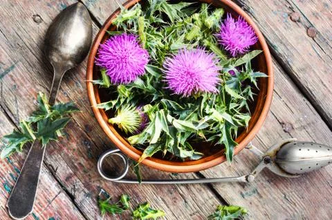 Onopordum and herbalism.Thistle Stock Photos
