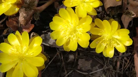 With the onset of spring, the beautiful adonis latini nominis bloomed Stock Footage 179361268