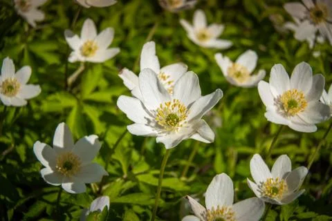 With the onset of spring heat, whole fields of white anemones appeared in for Stock Photos