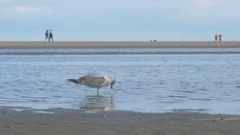 Ontario beach [seagulls] Stock-Footage 82733357