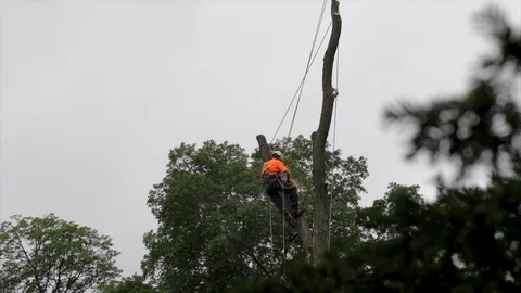 Ontario, Canada 2019: Cutting down trees due to old age and safety concerns. Lum Stock Footage 115057740