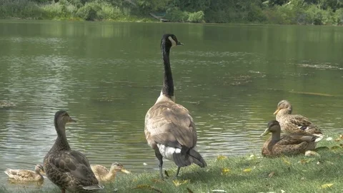 Ontario goose Stock Footage 82758258
