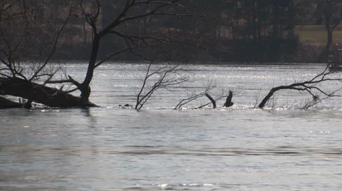 Ontario spring flood and raging river Stock Footage 37347517