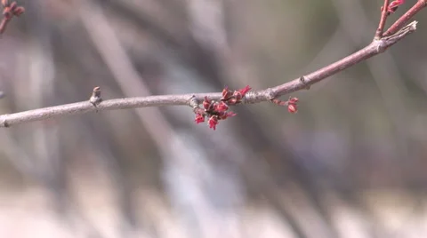 Ontario spring flood Stock Footage 37267123
