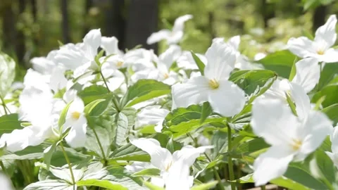Ontario Trilliums Stock Footage 154333784