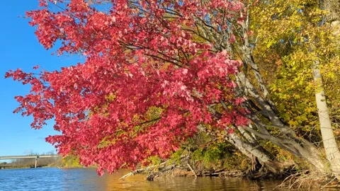 Ontonagon River Fall Landscape Stock Footage 274307872
