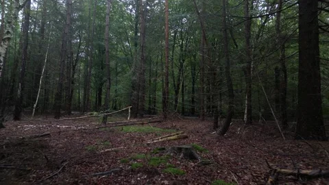 Onwards into the dark enchanted forest with spooky shaddows Stock Footage 260602611