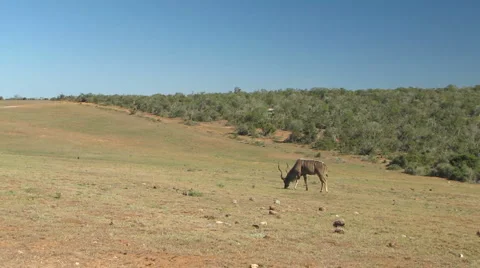 Onyx Stock-Footage 1087544