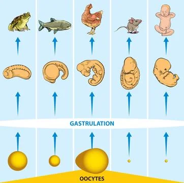 Oocytes Illustrazione stock
