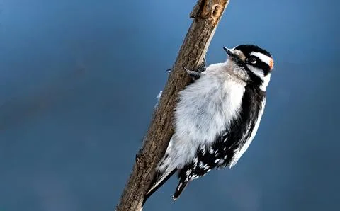 Oodpecker perched on a vertical branch Stock Photos
