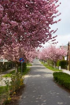 Ooming pink cherry trees on empty streets Stock Photos
