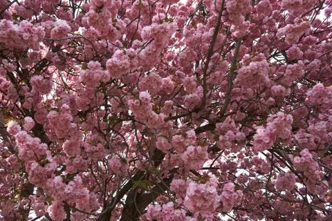 Ooming pink cherry trees on empty streets Stock Photos