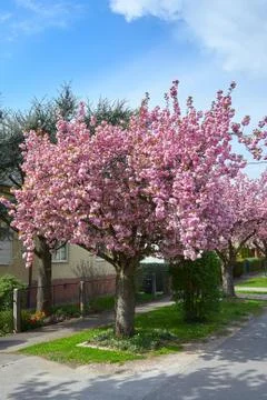 Ooming pink cherry trees on empty streets Stock Photos