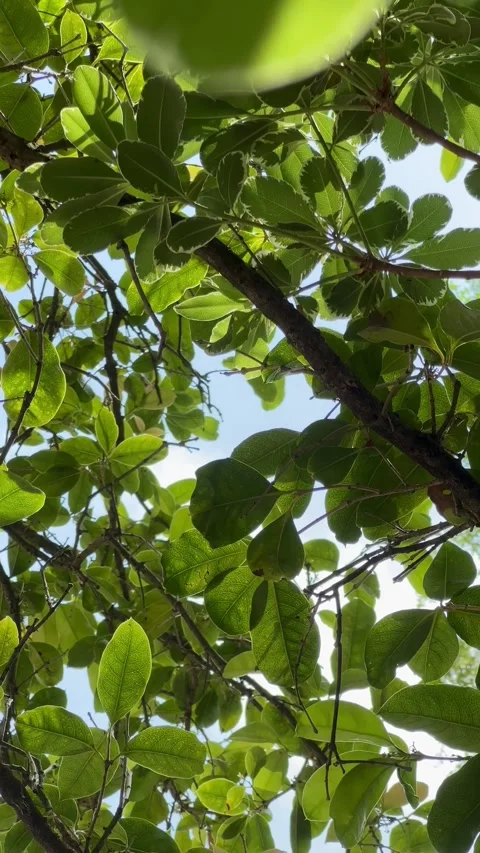 OOsmanthus Tree Swaying in the Wind, Blue Sky Video stock 274363794