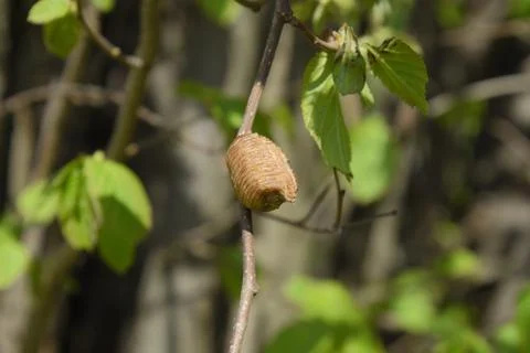 Ootheca mantis on the branches of a tree. The eggs of the insect laid in th.. Foto stock