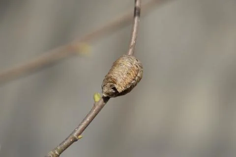 Ootheca mantis on the branches of a tree. The eggs of the insect laid in the  Foto stock