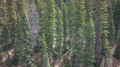 Oowah Pine Trees La Sal Mountains Utah Aerial Drone Drift Shot 4K Video stock 333482287