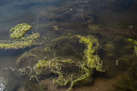 Ooze and seaweed float Stock Photos