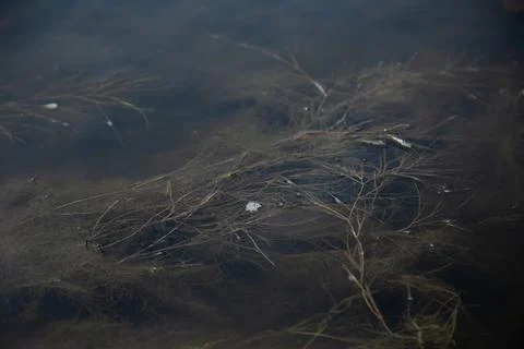 Ooze and seaweed float Foto stock