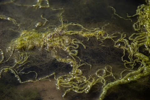 Ooze and seaweed float Stock Photos