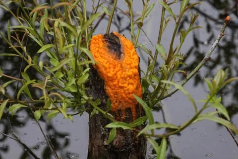 Oozing Orange Slime Stock Photos
