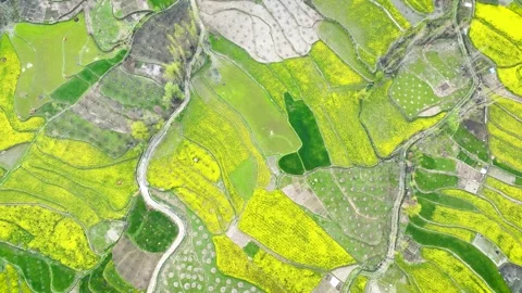 Op-down abstract view of vibrant spring harvest in mustard farms Pampore. Stockbeeldmateriaal 333795397