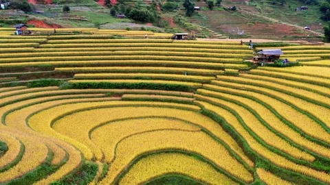 Op down aerial view rising over curving terraced rice patterns in 4K Stock Footage 333939260