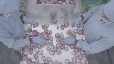 Op-down view of food processing workers inspecting onions Stock-Footage 327442553