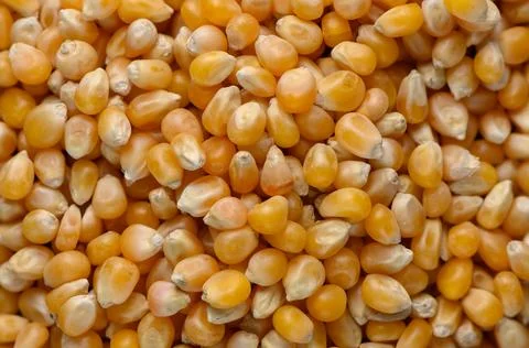 Op-down view of raw corn kernels 库存照片