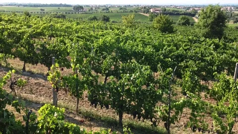 Op down view of vineyards. Sunny day in agricultural farmland. Italian wine land Stock Footage 137010335