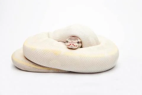 Opal diamond ball python or royal python (python regius), male Stock-Fotos