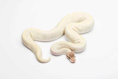 Opal diamond ball python or royal python (python regius), male 写真素材