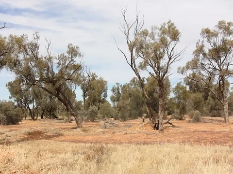 OPAL HUNTING Stock Footage 100519552