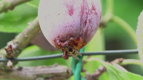 Opal plum hanging on the tree being eaten by a wasp Video stock 314030956