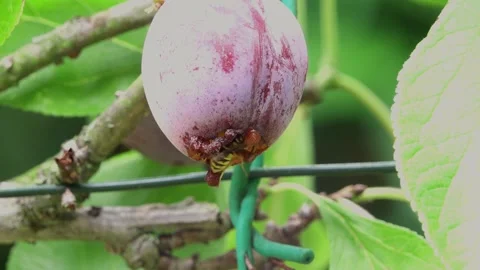 Opal plum hanging on the tree being eaten by a wasp in a garden Video stock 314252719
