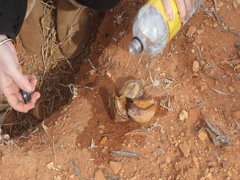 OPAL YOWAH NUT Stock Footage 100520671