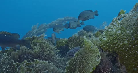 Opaleye fish cruising the reef of low kelps Stock Footage 346242634