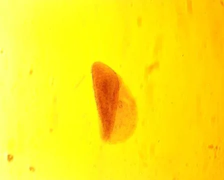 Opalina ranarum - permanent slide plate under high magnification Stock Photos