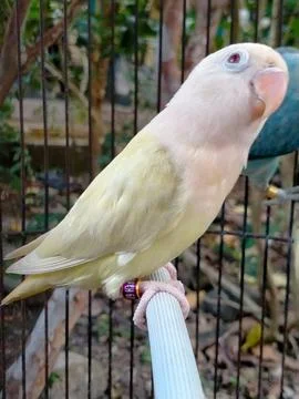 Opaline Pale Fallow B2 Stock Photos