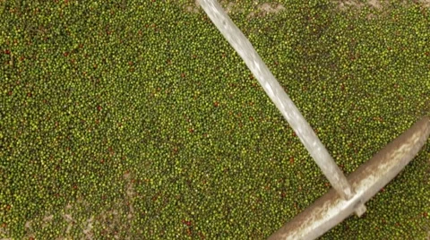 Open-Air Drying Of Black Pepper Stock Footage 61463061