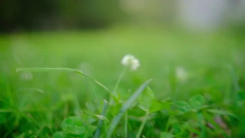 Open air summer walk through a summer meadow with clover Stock Footage 313022535