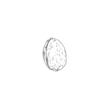 Open almond nut in shell hand drawn engraving vector illustration isolated. Stock Illustration