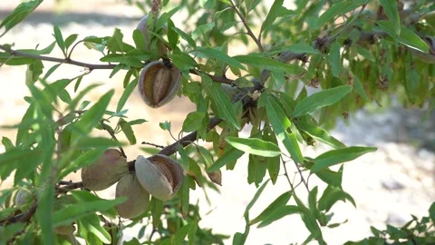 Open Almonds on the Tree  - 473 Video stock 311019661