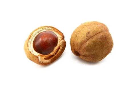 Open and closed seed cases of the red horse chestnut Foto stock