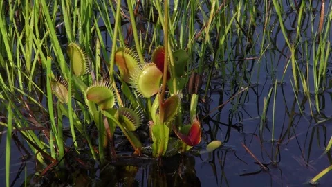 Open and closed traps of the Venus Flytrap (Dionaea muscipula), N Carolina Stock Footage 76919117