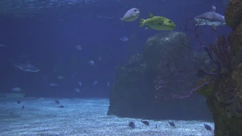 Open aquarium with sharks Video stock 113932960