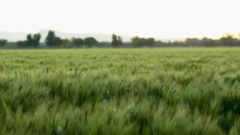 Open barley field Stock Footage 108690864