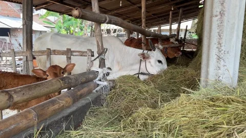 Open barn with Cows and Hay Stock Footage 308347989